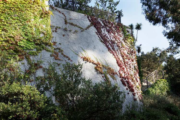 Modern Tranquility - Modern - Landscape - Los Angeles - by Campion