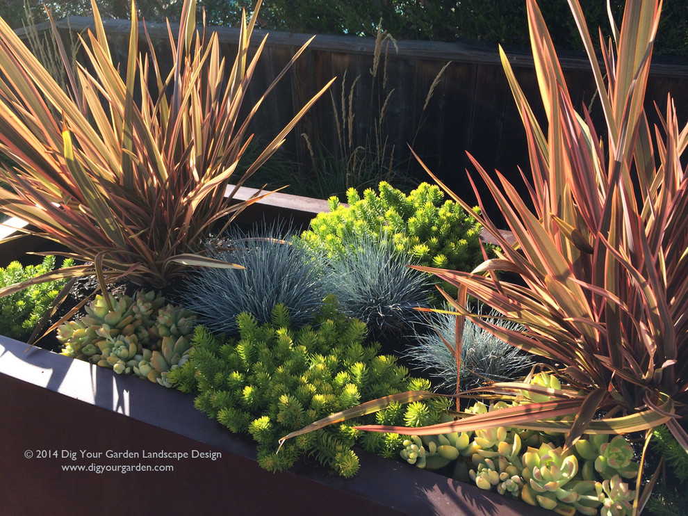 Idées déco pour un très grand jardin en pots arrière moderne l'été avec une exposition ensoleillée et une terrasse en bois.