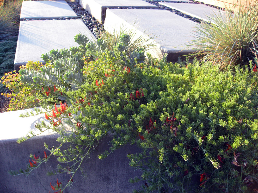 Foto di un ampio giardino mediterraneo esposto in pieno sole in primavera con un ingresso o sentiero, pavimentazioni in cemento e un pendio, una collina o una riva