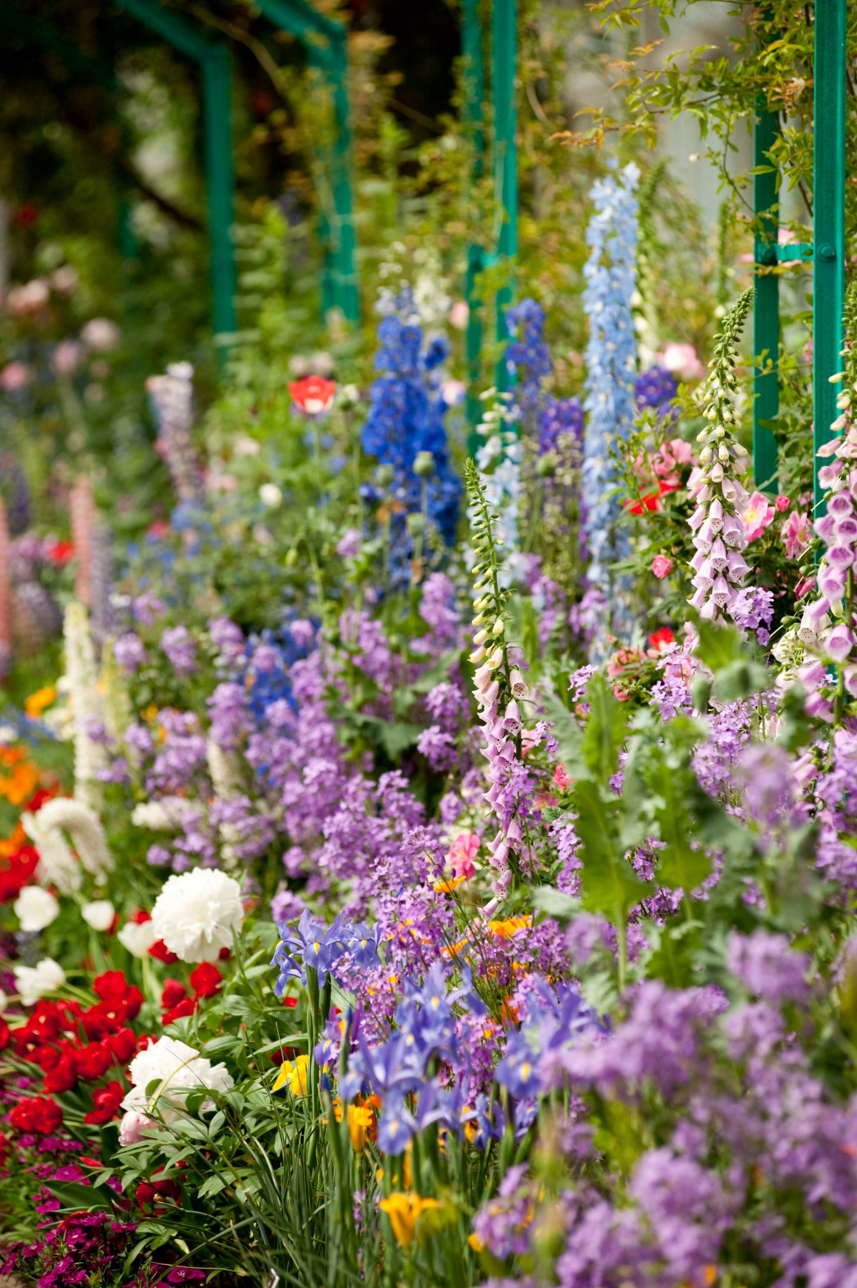 Неприхотливые цветы для дачи и садовой клумбы, фото и названия — Топ-10самых красивых и неприхотливых цветов