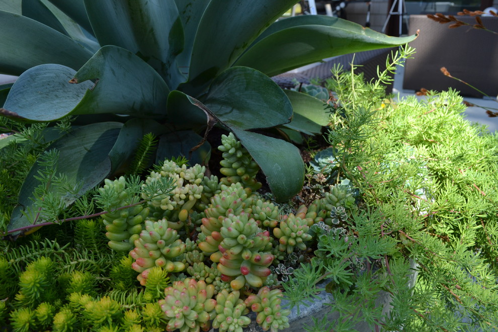 Modelo de jardín de secano actual extra grande en patio trasero con exposición parcial al sol y adoquines de hormigón