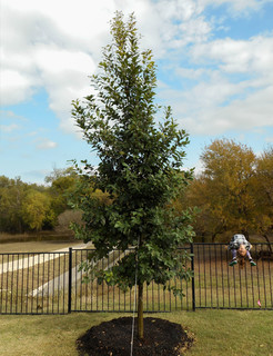 Monterrey Oak Tree Landscape Dallas By Treeland Nursery Houzz
