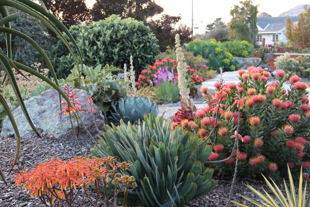 Design ideas for a mediterranean xeriscape garden in San Luis Obispo.