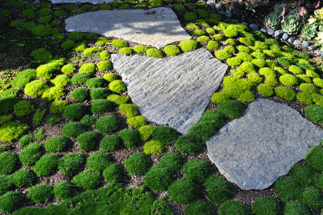 Mosses – Our Habitat Garden