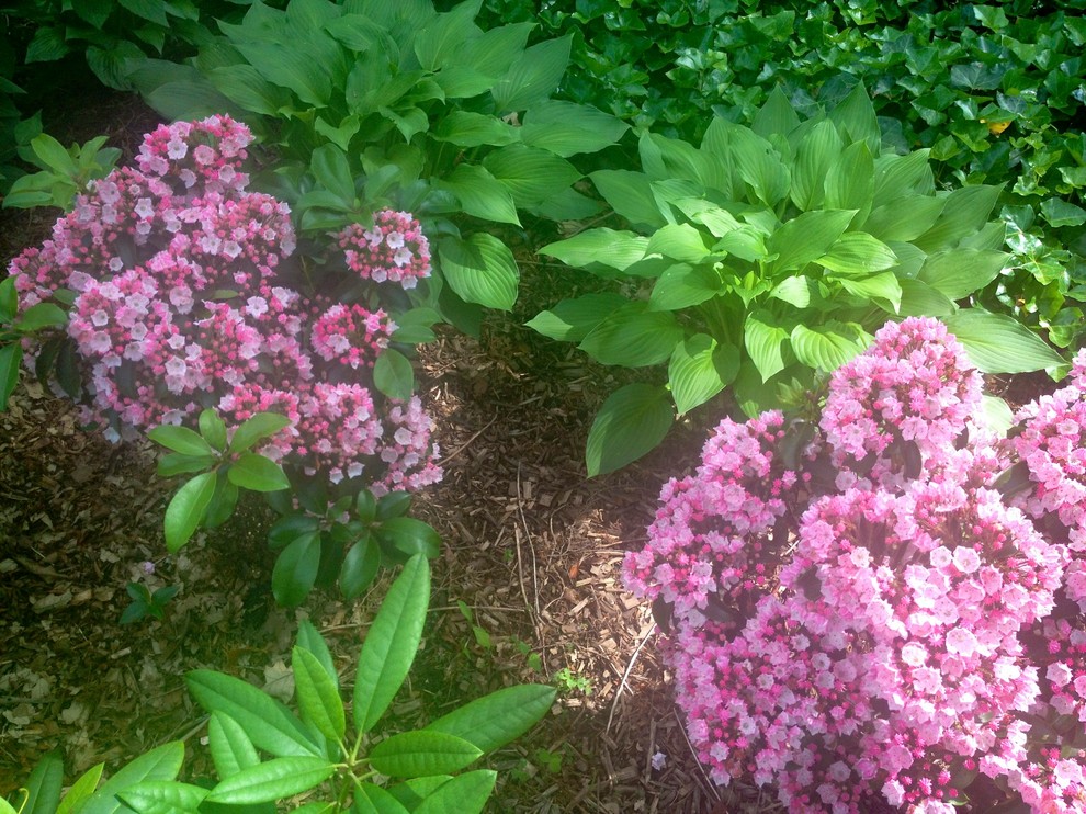 Mountain Laurel Traditional Landscape New York by