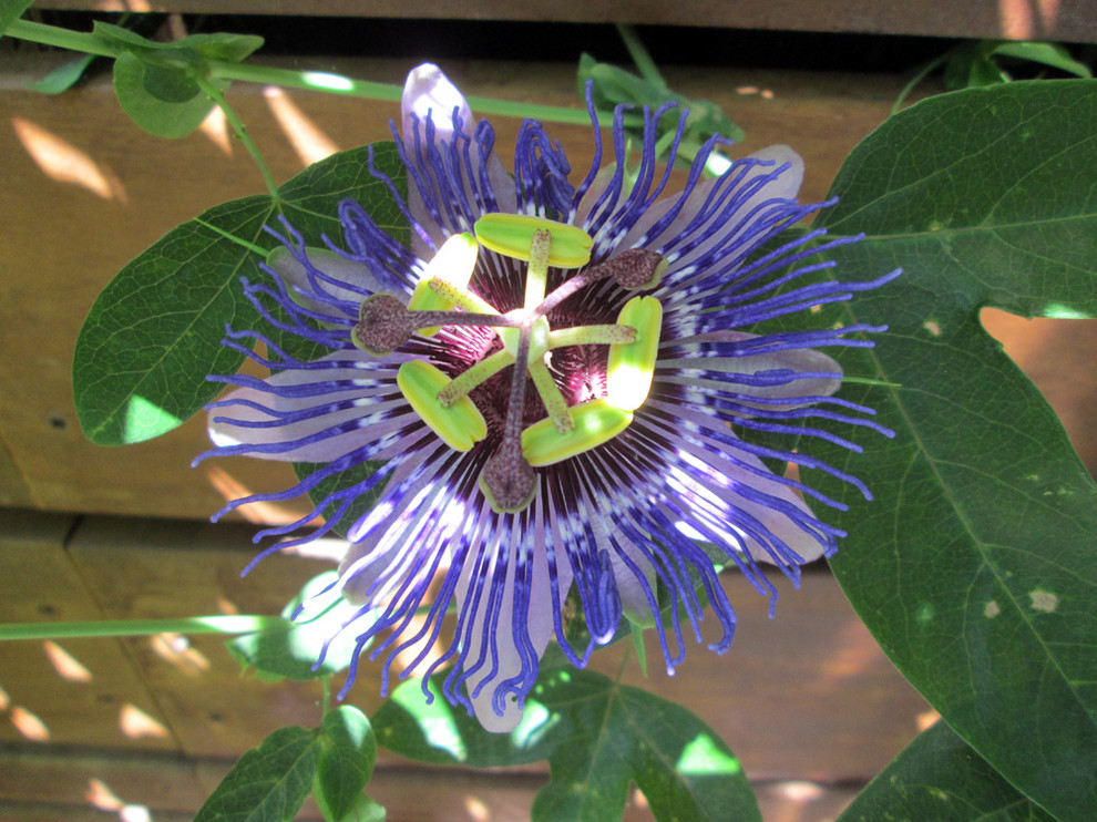 This is an example of a contemporary back full sun garden for summer in San Francisco.