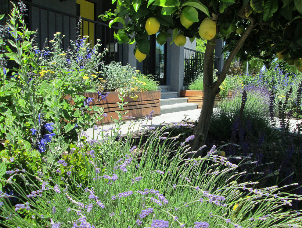 Foto de camino de jardín de secano moderno pequeño en verano en patio delantero con exposición total al sol