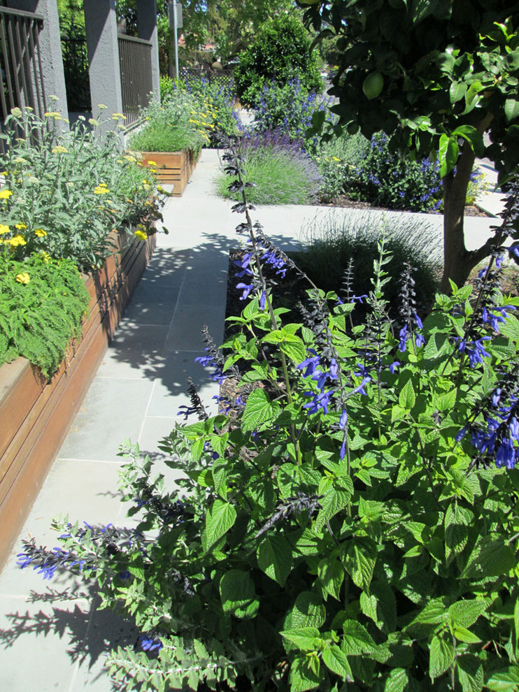 На фото: маленький солнечный, летний засухоустойчивый сад на переднем дворе в стиле модернизм с садовой дорожкой или калиткой и хорошей освещенностью для на участке и в саду