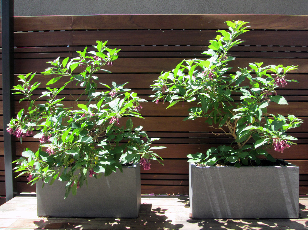 Diseño de jardín contemporáneo en verano en patio trasero con exposición total al sol