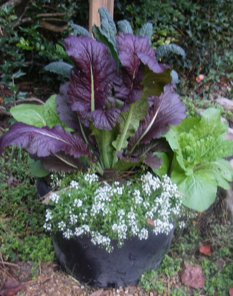Inspiration pour un jardin potager avant traditionnel de taille moyenne et l'automne avec une exposition ensoleillée.