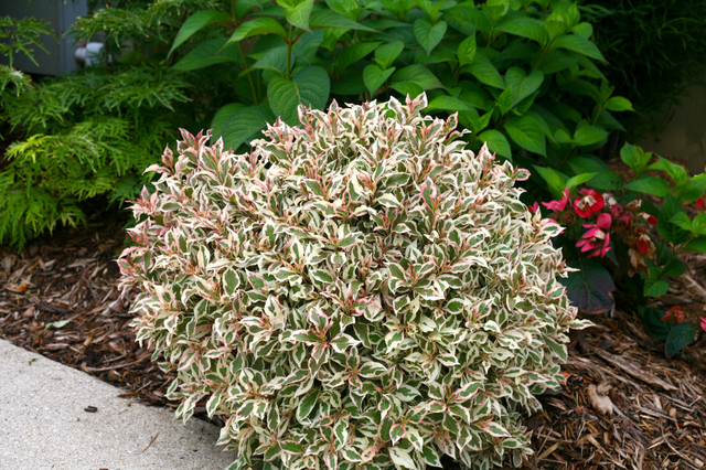 My Monet Weigela - Eclectic - Garden - Chicago - by Proven Winners  Houzz  IE