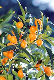 Nagami Kumquat - Kolonialstil - Garten - San Francisco - von Monrovia