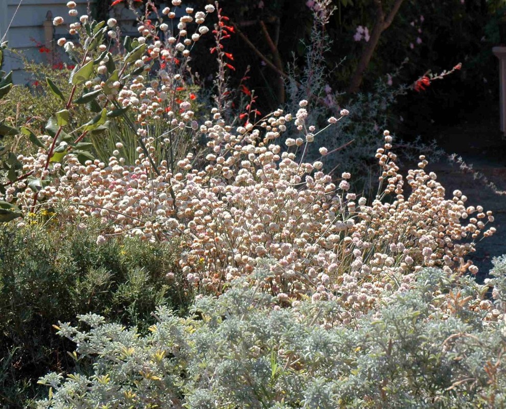 Naked Buckwheat Eriogonum Nudum Landscape San Francisco By Pete Veilleux East Bay Wilds