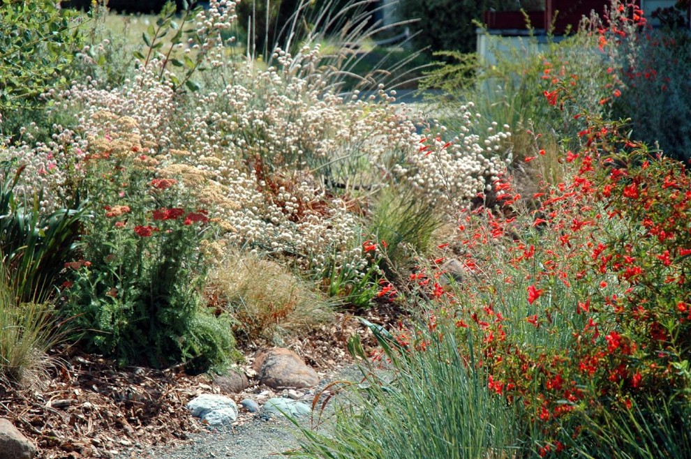 Naked buckwheat / Eriogonum nudum - Garden - San Francisco - by Pete ...
