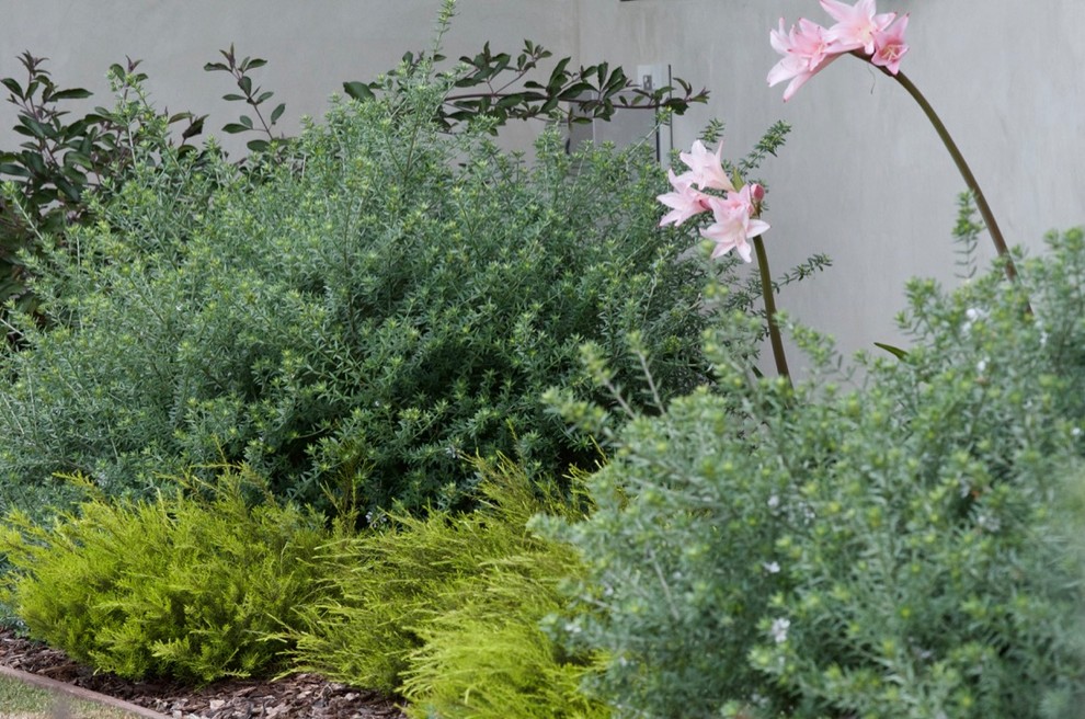 Foto di un ampio giardino xeriscape classico esposto in pieno sole davanti casa in primavera con un ingresso o sentiero e pavimentazioni in mattoni