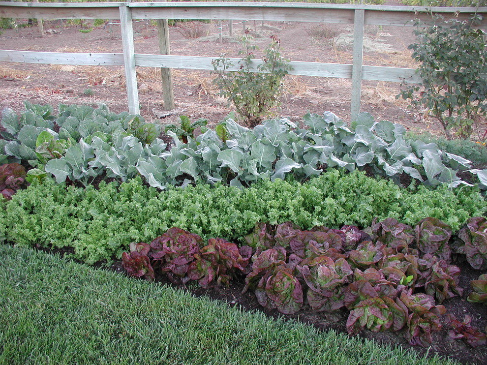Idee per un orto in giardino minimal esposto in pieno sole dietro casa