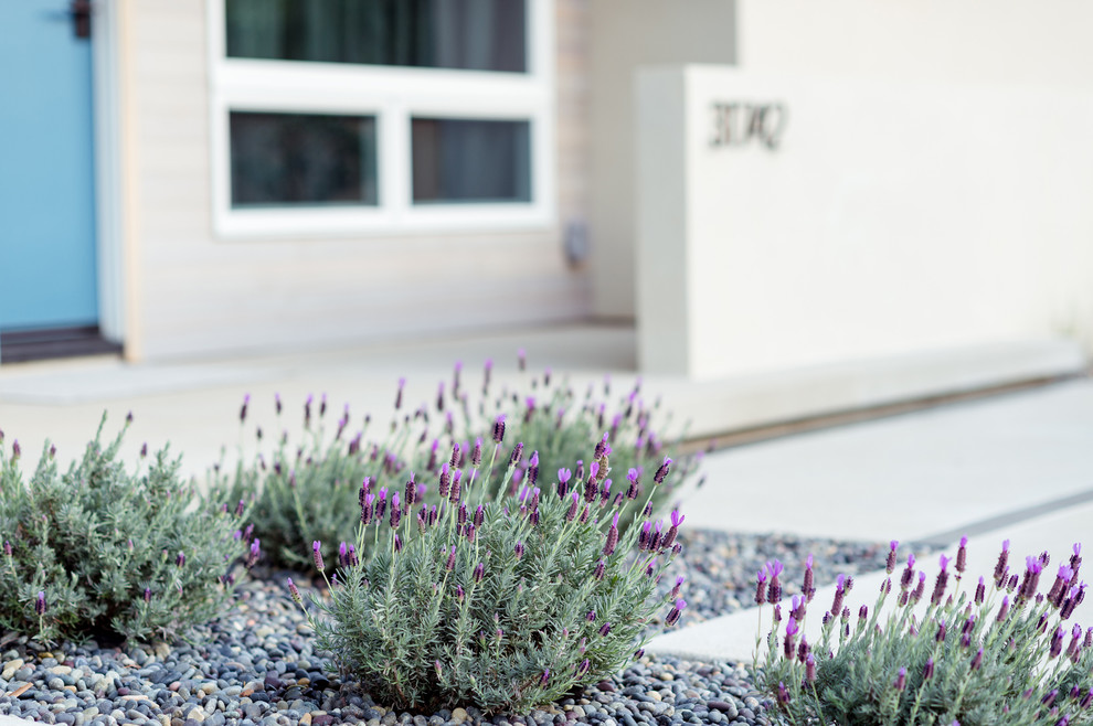 Ispirazione per un piccolo giardino xeriscape minimalista esposto in pieno sole davanti casa con pavimentazioni in cemento