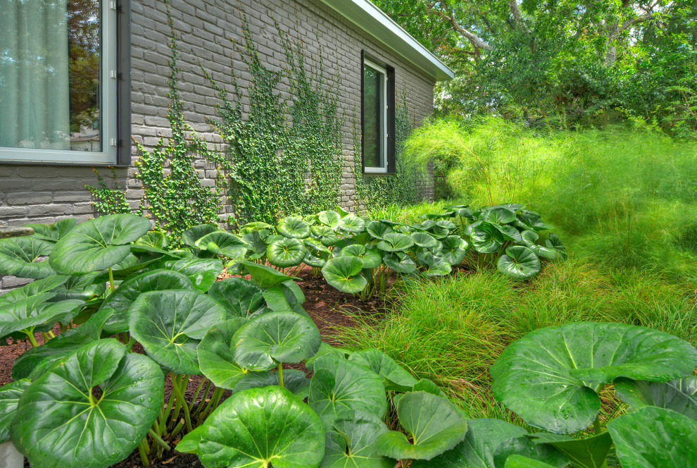 Foto på en stor funkis trädgård i skuggan som tål torka och framför huset på våren