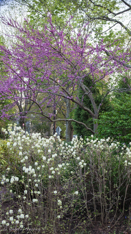 Inspiration pour un jardin sur cour bohème de taille moyenne et au printemps avec une exposition ensoleillée.