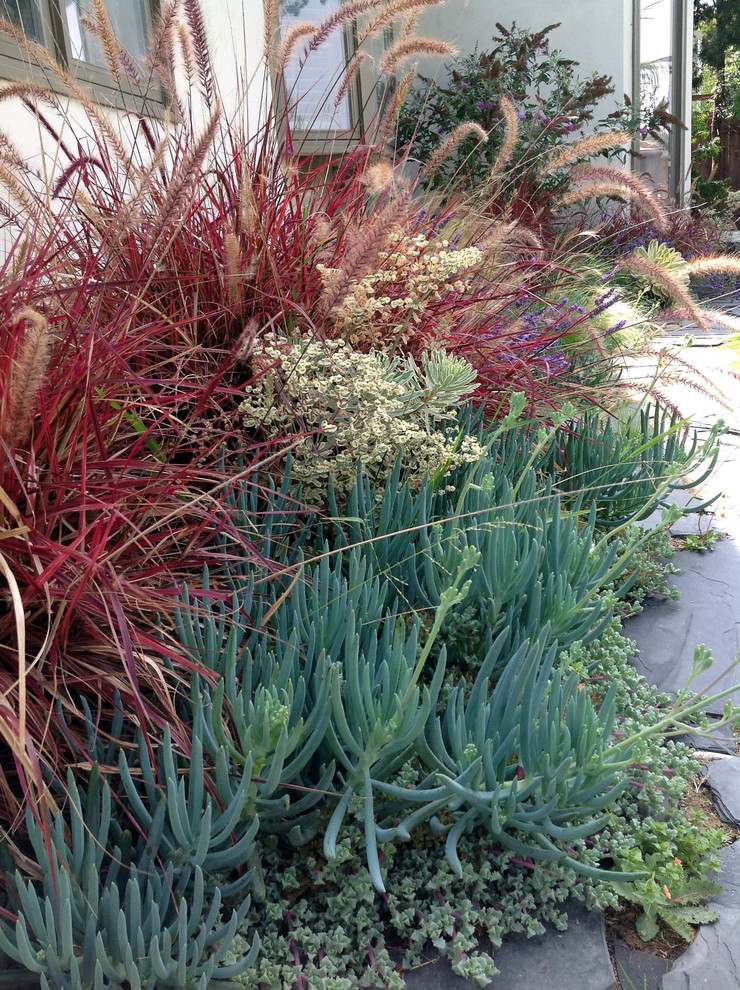 Contemporary garden in Orange County.