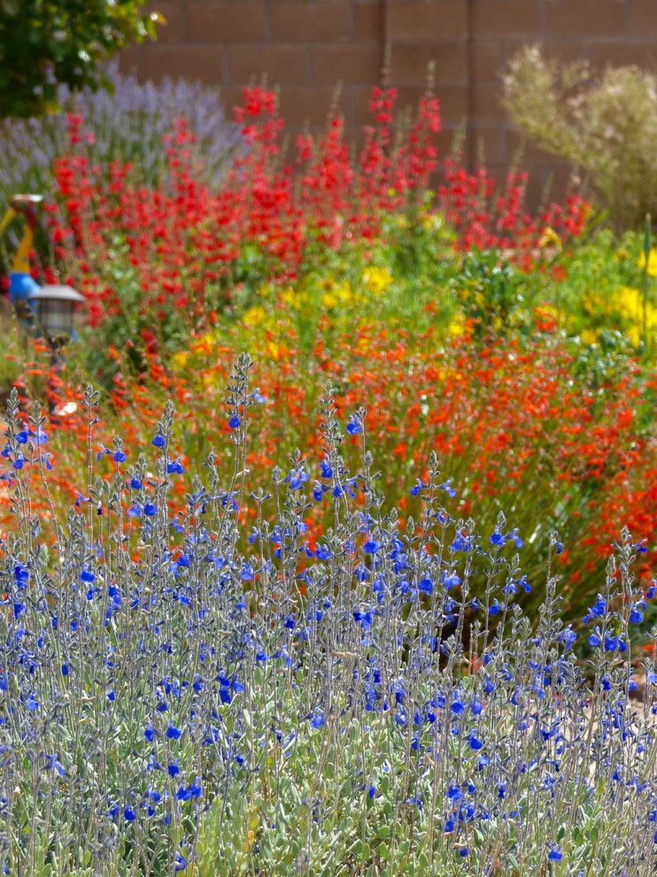 Idee per un giardino xeriscape bohémian esposto in pieno sole dietro casa in primavera con pacciame
