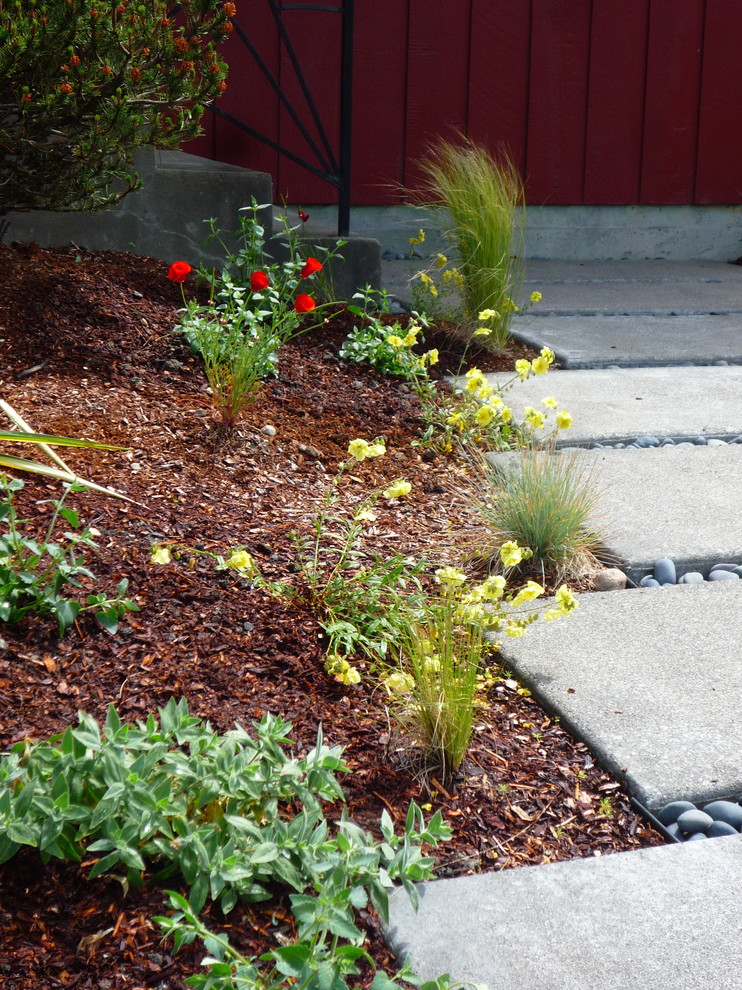 シアトルにある高級な中くらいなミッドセンチュリースタイルのおしゃれな前庭 (ゼリスケープ、庭への小道、日向、コンクリート敷き	) の写真