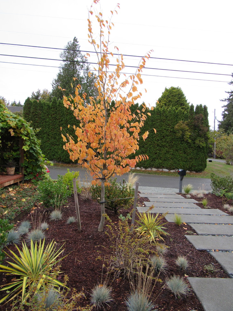 Inspiration for a medium sized midcentury front xeriscape full sun garden for autumn in Seattle with concrete paving.