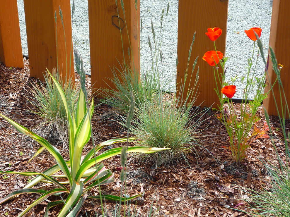 Ejemplo de jardín de secano retro de tamaño medio en patio delantero con exposición total al sol y adoquines de hormigón