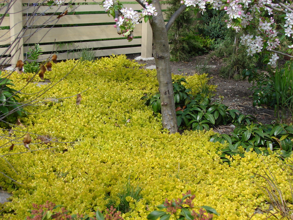 Idee per un piccolo giardino xeriscape minimal in ombra davanti casa in autunno con un ingresso o sentiero e pacciame
