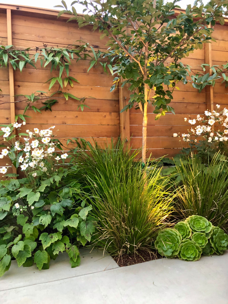 This is an example of a small contemporary side xeriscape partial sun garden in San Francisco with a flowerbed.