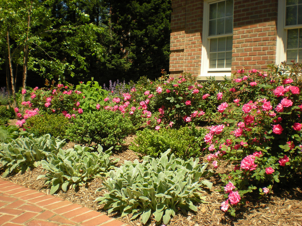 Not So Formal Front Garden Contemporain Jardin Washington, D.C