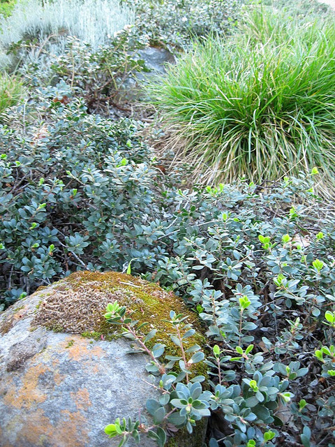 Ejemplo de jardín de secano actual pequeño en patio trasero con huerto, exposición total al sol y adoquines de piedra natural