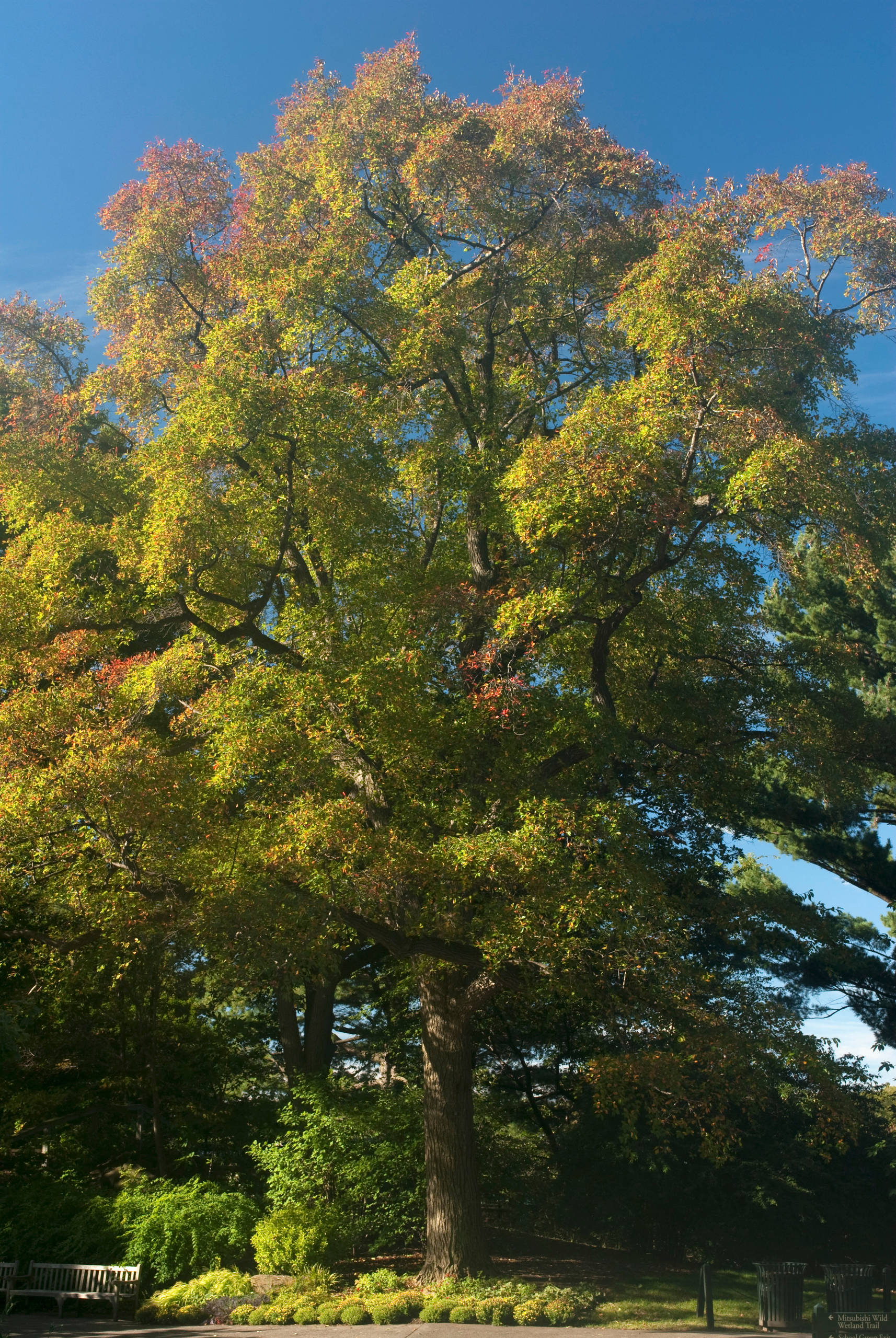 8 Essential Native Shade Trees for the U.S. Southeast