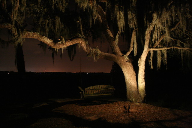 Oak Tree Lighting Garden Charleston By Moonlighting Landscape Lighting Systems Houzz