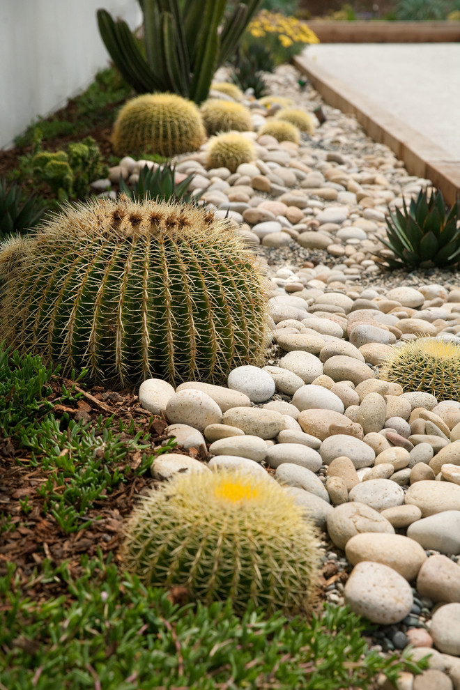 サンタバーバラにあるラグジュアリーなコンテンポラリースタイルのおしゃれな庭 (ゼリスケープ、日向、マルチング舗装) の写真