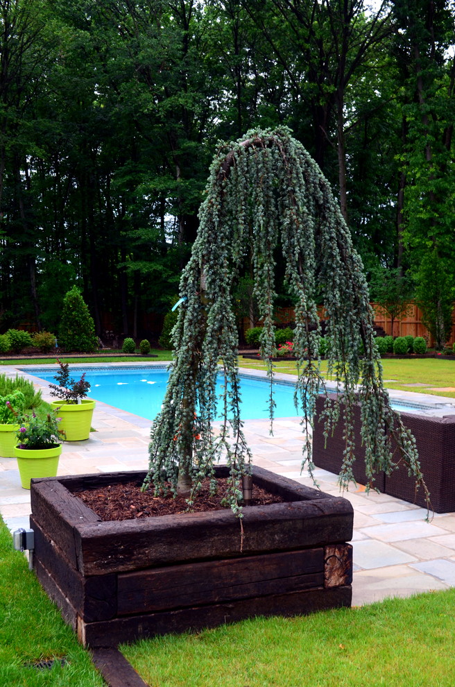 One of Two Weeping Blue Atlas Cedars Traditional Landscape DC
