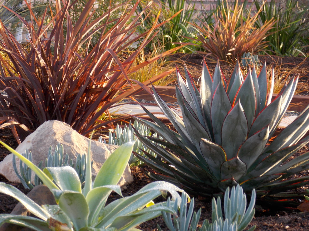 Beach style front xeriscape full sun garden for spring in Orange County with concrete paving.