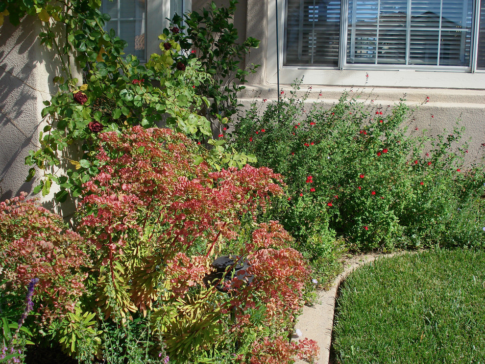 Imagen de jardín de secano mediterráneo de tamaño medio en patio delantero con exposición total al sol y adoquines de hormigón