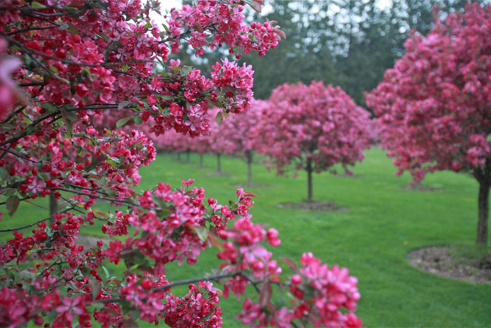 Cette image montre un grand jardin à la française arrière rustique au printemps avec une exposition ensoleillée.