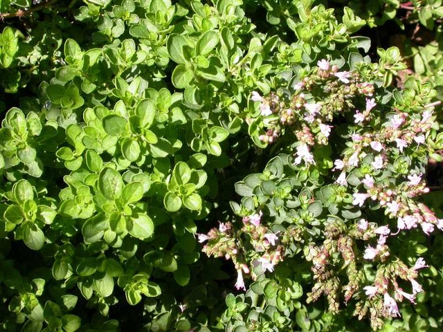 Herb Garden Essentials Grow Your Own Oregano And Marjoram - Herb Garden Essentials