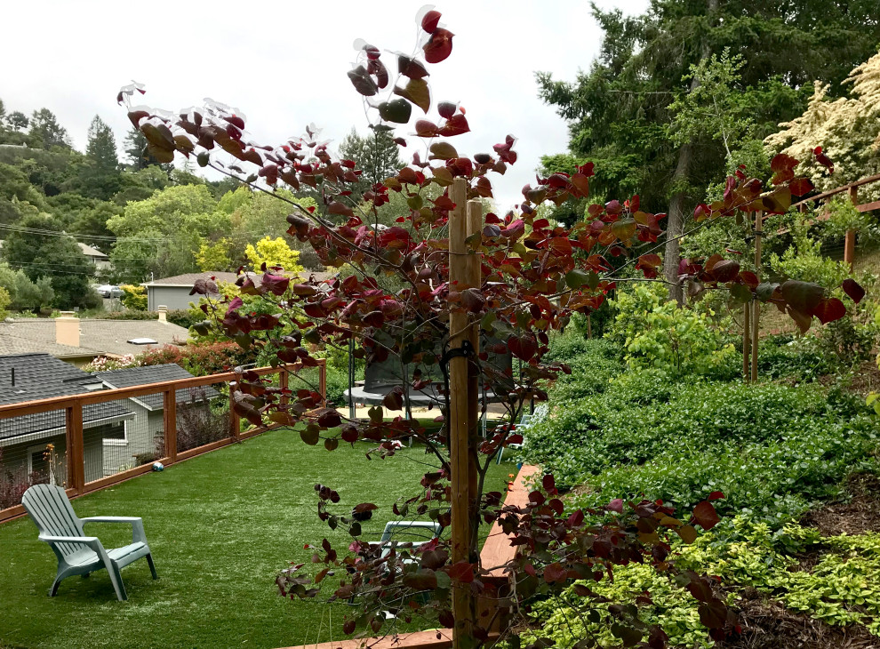 Großer Moderner Garten im Herbst, hinter dem Haus mit Sportplatz, Spielgerät und direkter Sonneneinstrahlung in San Francisco