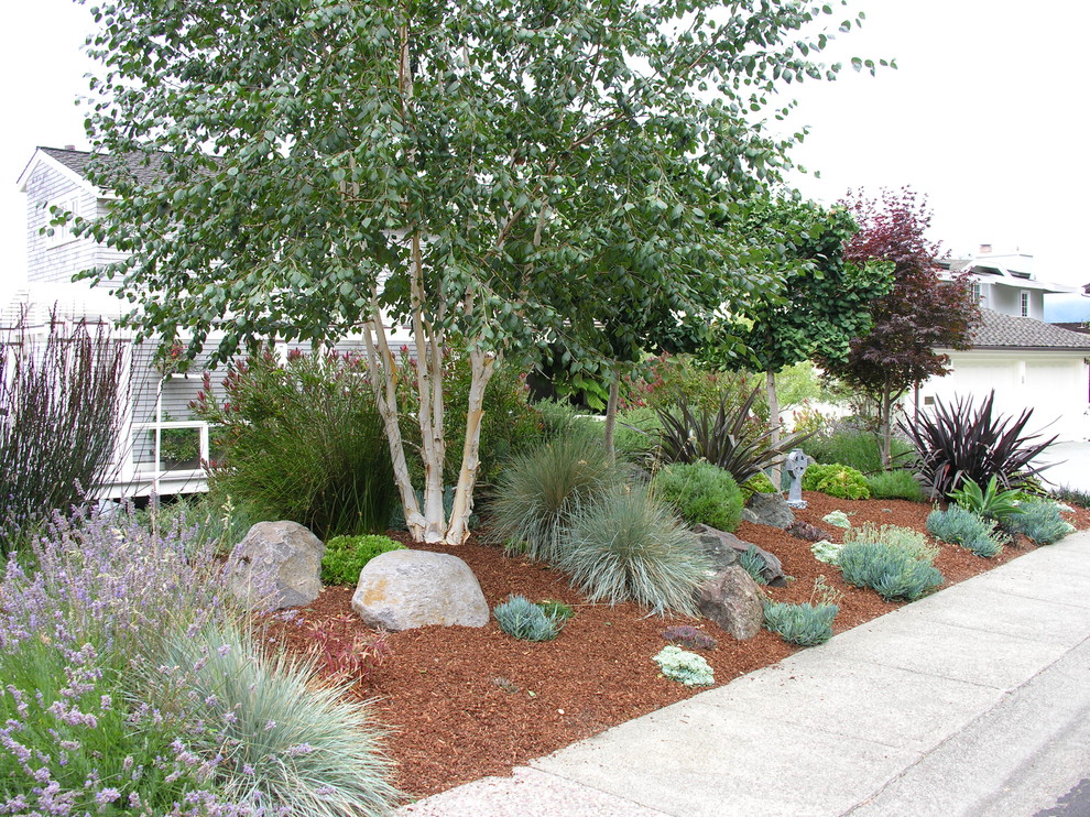 Kleiner, Halbschattiger Uriger Garten im Frühling mit Mulch in San Francisco