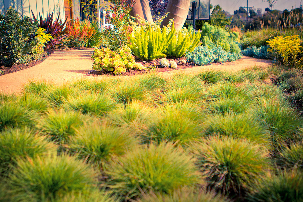 Kleiner Moderner Vorgarten mit direkter Sonneneinstrahlung und Gehweg in Los Angeles