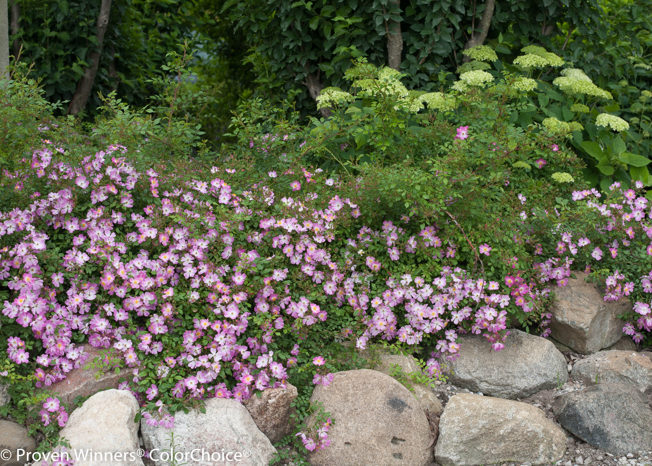 Oso Easy Fragrant Spreader Landscape Rose Rustic Landscape Grand Rapids By Proven Winners Houzz