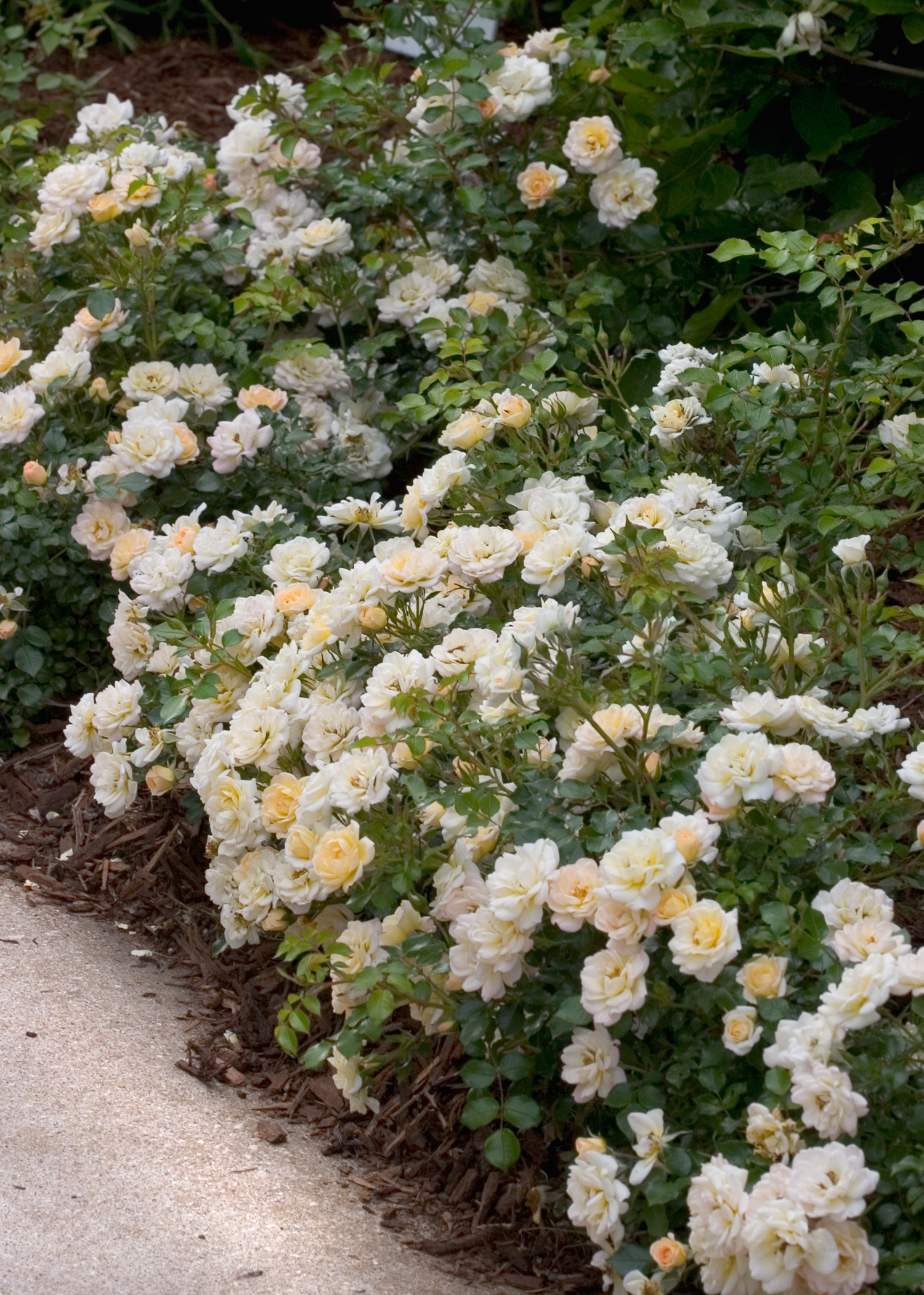 6 советов, как вырастить красивые розы в саду