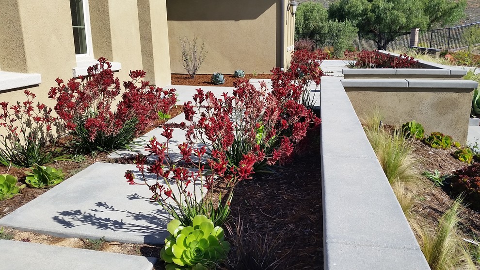 Foto di un grande giardino xeriscape mediterraneo esposto in pieno sole davanti casa con pavimentazioni in cemento