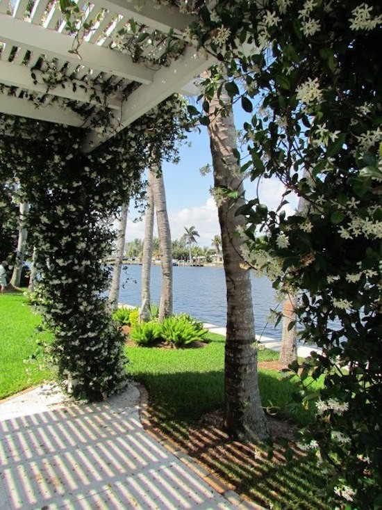 Esempio di un giardino tropicale esposto a mezz'ombra di medie dimensioni e dietro casa in primavera con pavimentazioni in cemento