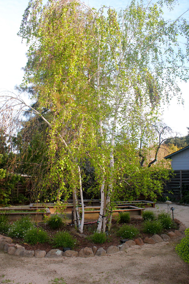 Bild på en funkis trädgård