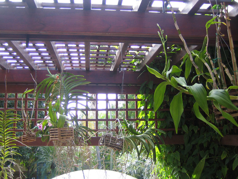 Cette image montre un jardin vertical arrière design de taille moyenne avec une exposition ombragée.