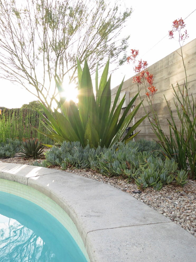 Imagen de jardín de secano minimalista en patio trasero con exposición parcial al sol y gravilla